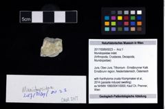 Foto (Objekt + Etikett) von Munidopsidae indet.  (NHMW-GEO-2017-0089-0023)